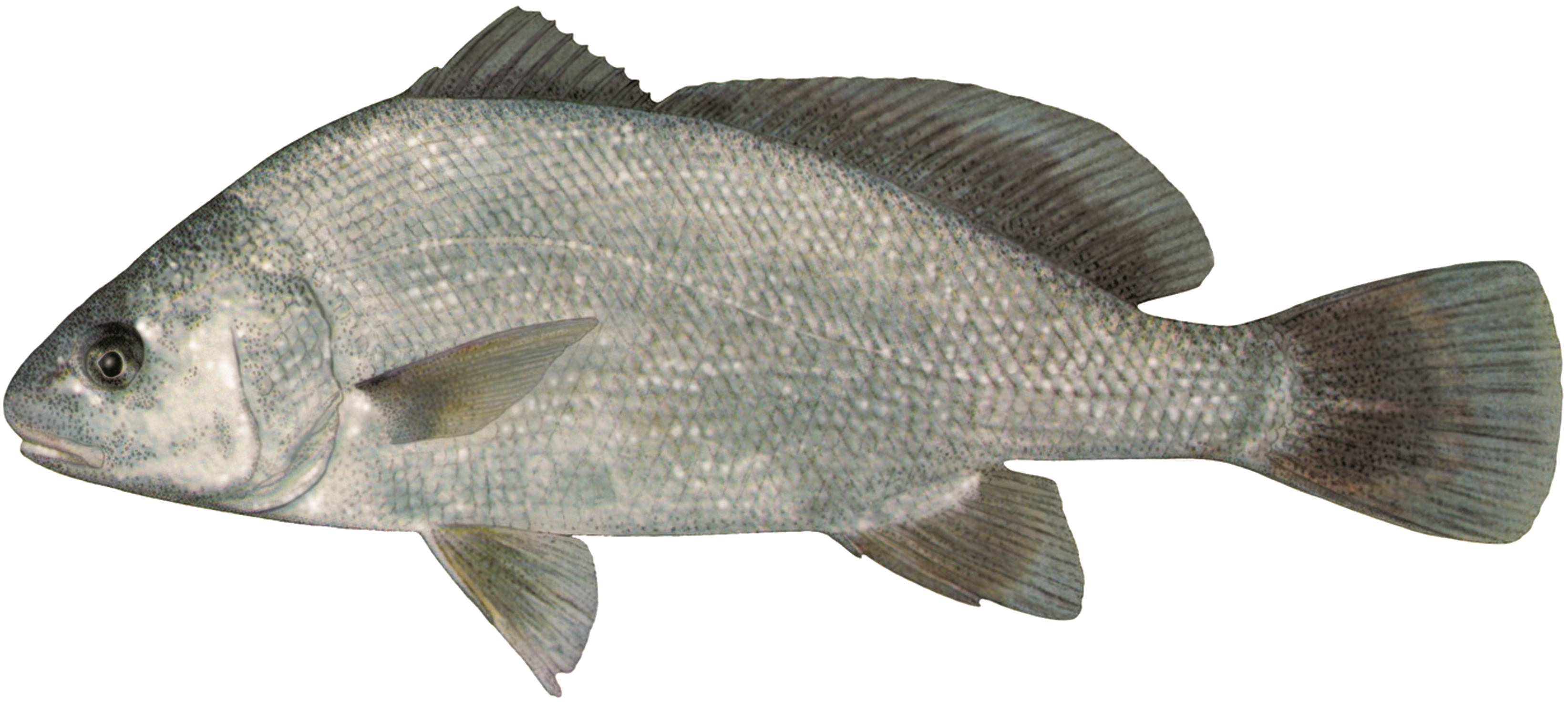 Malachigan