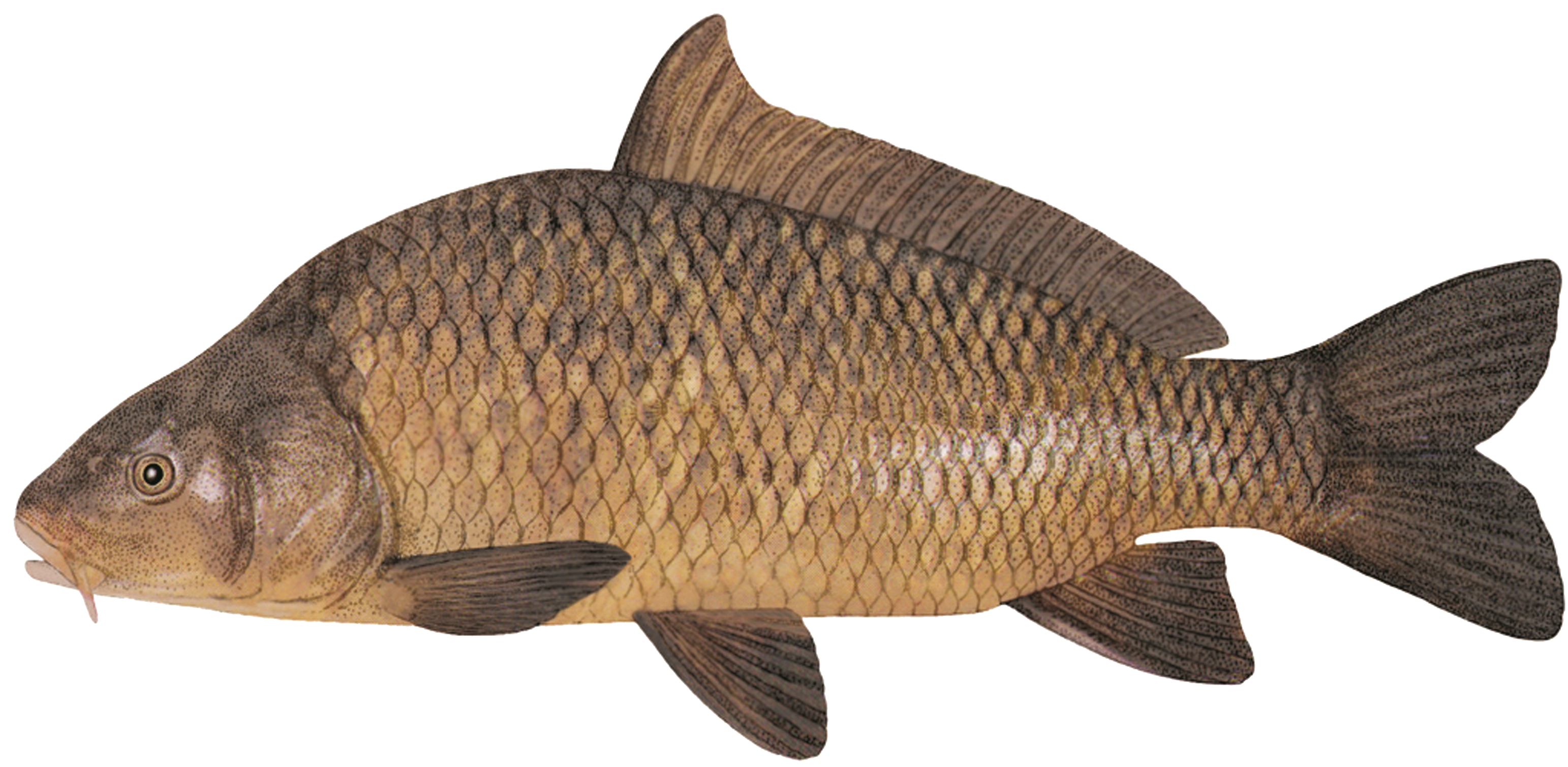 Carpe commune