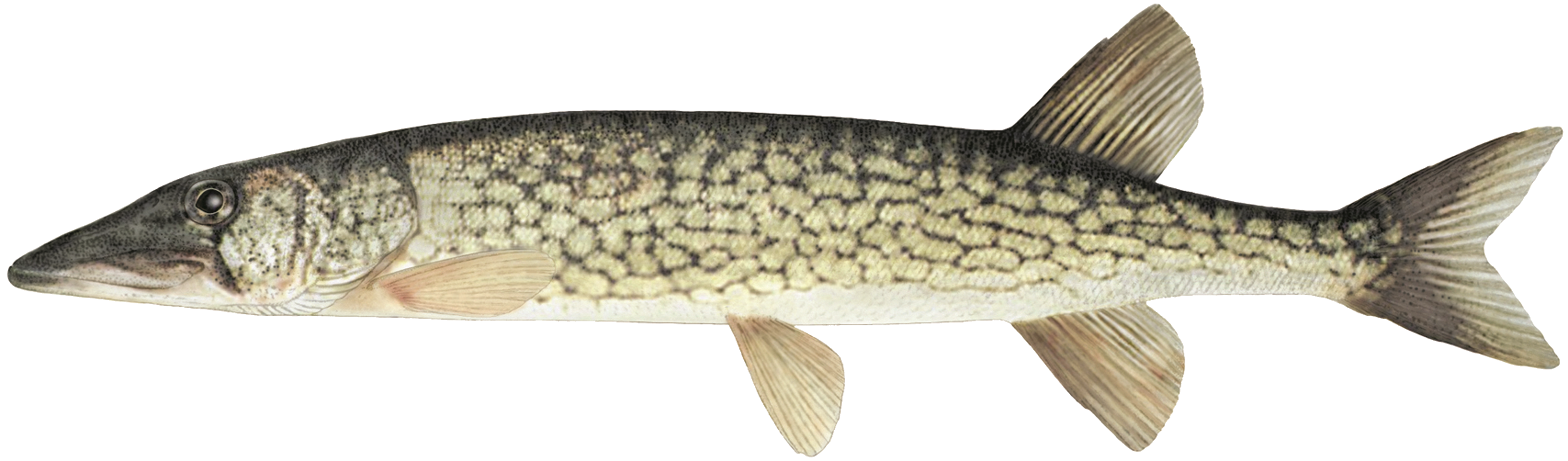 Brochet maillé