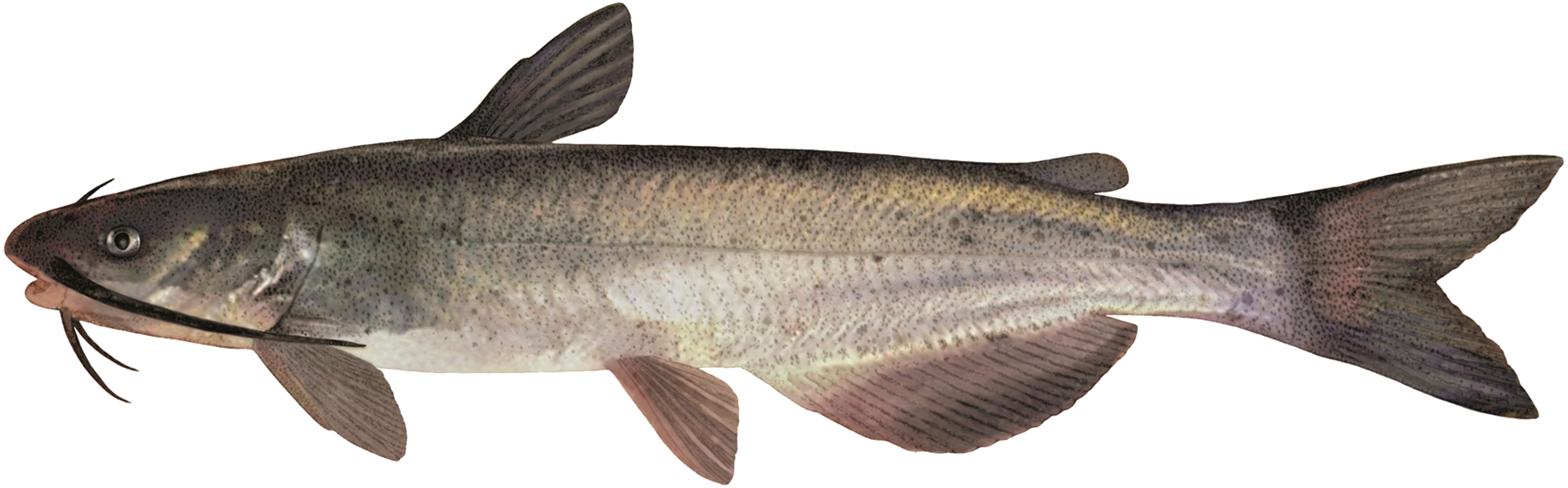 Barbue de rivière