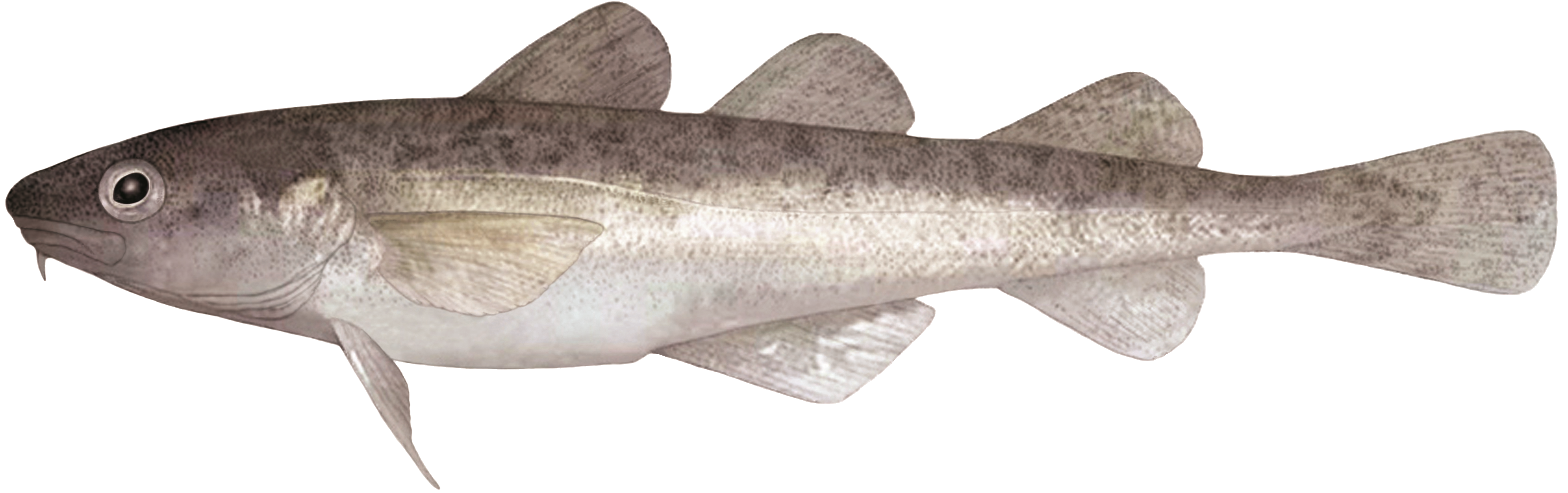 Poulamon atlantique