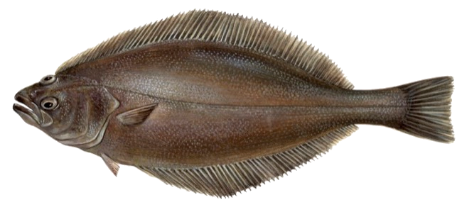 Flétan du Groenland