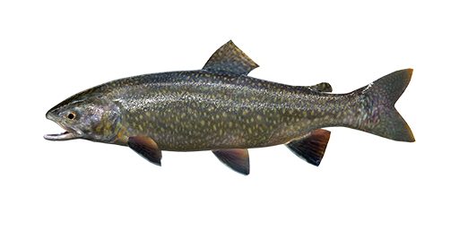 Hybride Omble de fontaine et touladi