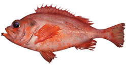 Sébaste d'Acadie